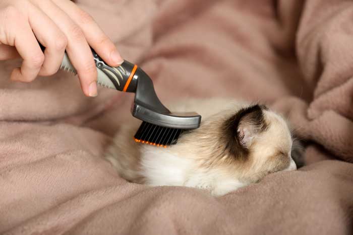 cat grooming