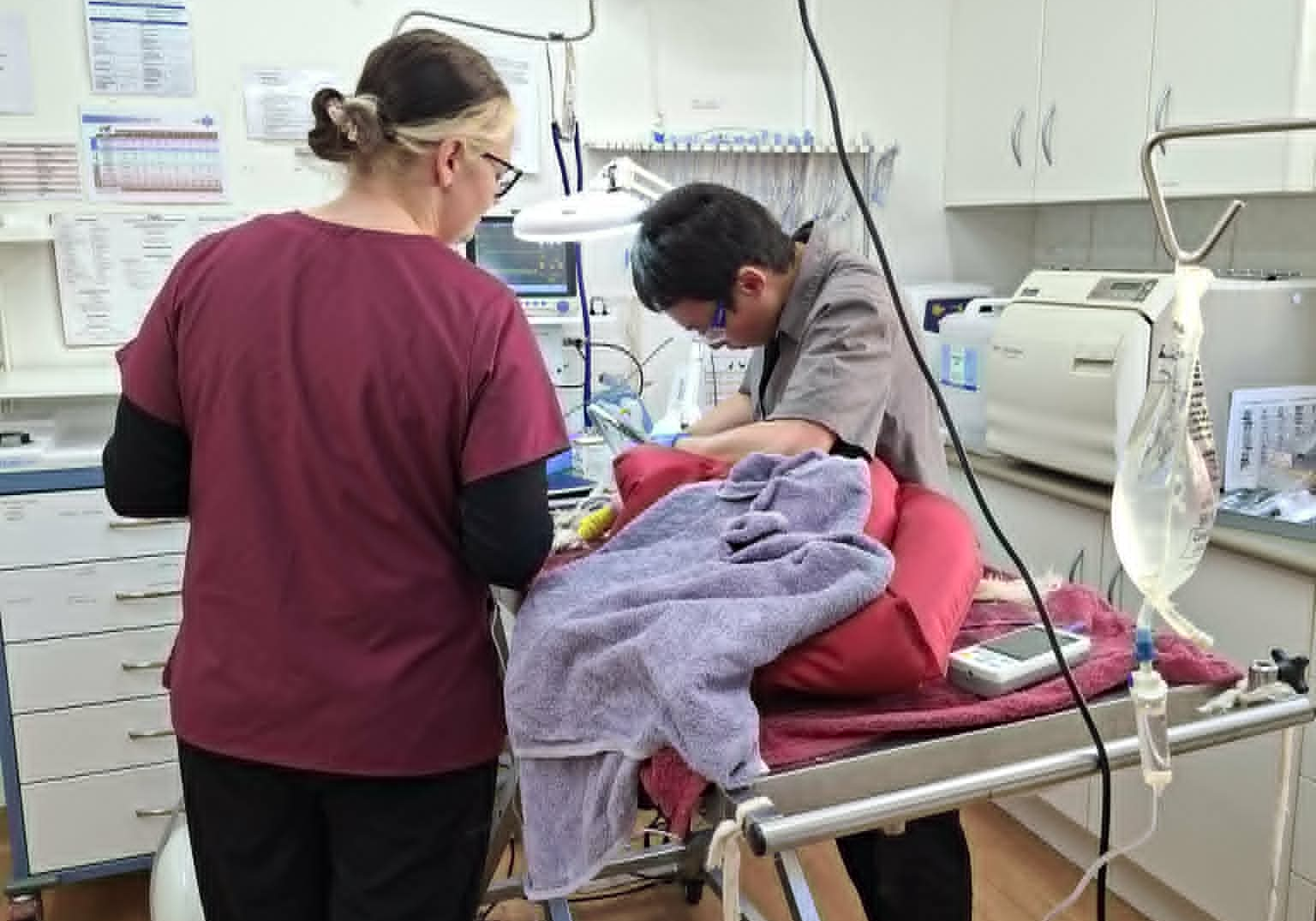 Charmane & Dr Mark Surgery Veterinary surgery at Redgum Vet in Port Augusta