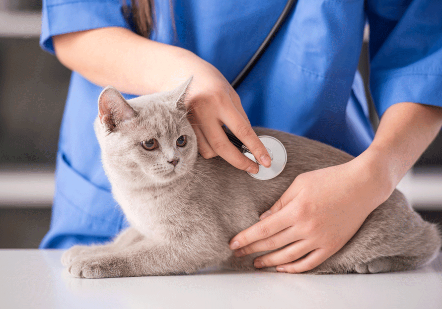 Information About Our Port Augusta Veterinary Clinic After-hours veterinary care for pets in Port Augusta