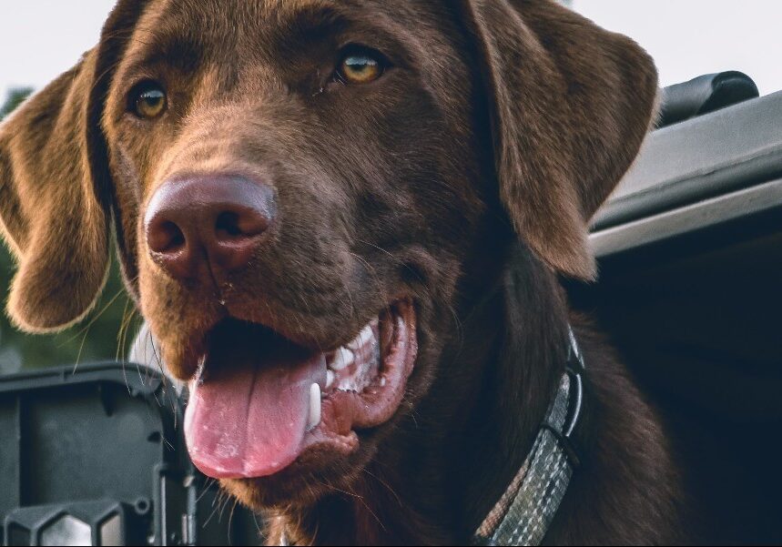 aaron-james-4_w Pet dental care for dogs at Redgum Vet in Port Augusta